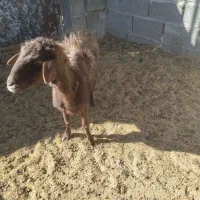 میش بزدم|حیوانات مزرعه|بیرجند, |دیوار