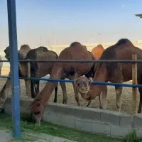 شتر برای پروار و کشتار|حیوانات مزرعه|مبارکه, |دیوار