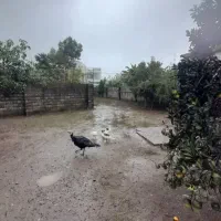 فروش زمین و خانه قدیمی|فروش زمین و ملک کلنگی|رضوانشهر, |دیوار