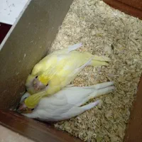 جوجه عروس هلندی