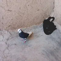 کبوتر گمشده