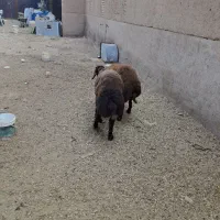 بره هترو|حیوانات مزرعه|حمیدیا, |دیوار