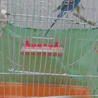 مرغ عشق|پرنده|فردیس, نگارستان|دیوار