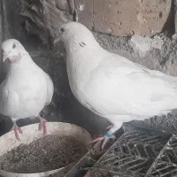 کبوتر نرو ماده|پرنده|مشکین‌دشت, |دیوار