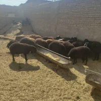 بره نر وماده|حیوانات مزرعه|پاکدشت, پاکدشت (مامازند)|دیوار