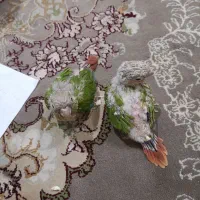 جوجه گرینچیک|پرنده|چهاردانگه (تهران), |دیوار