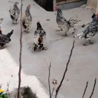 مرغ خروس زینتی