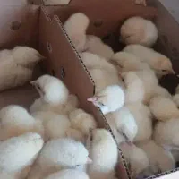 جوجه گوشتی نژاد راس