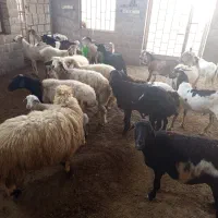 کهره وبره وبزصومال با کهره نر مخصوص داشت