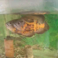 ماهی اسکار|ماهی|محمدشهر, محمدشهر|دیوار