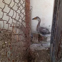 سلام یک عدد قوغاز