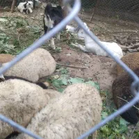 بره گوسفندی نرو ماده