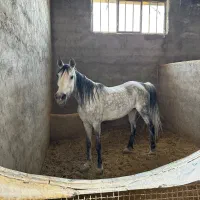 مادیان اصیل و کره بومی رفسنجان