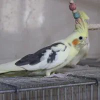 فروش چند عدد عروس