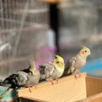 پرنده /طوطی عروس|پرنده|آمل, |دیوار