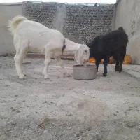 فروش سریع گوساله و بزغاله|حیوانات مزرعه|بم پشت, |دیوار