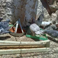 کفتر فروشی