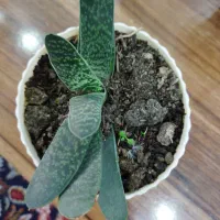 گلهای کاکتوس|گل و گیاه طبیعی|رشت, حافظ آباد|دیوار