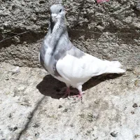 کبوتر شهری یال چپ الماسی گلدار|پرنده|شیراز, شهرک جماران|دیوار