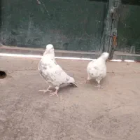 کبوتر|پرنده|اصفهان, بوستان ناژوان|دیوار