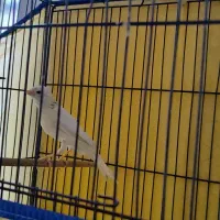 قناری نر سفید مست