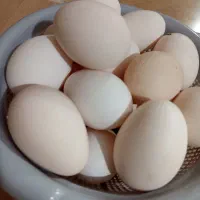 تخم مرغ محلی