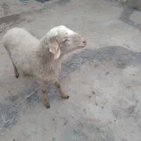 ۱راس کاور نر داشتی مغان