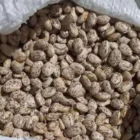 لوبیادولتی۶۰۰کیلو