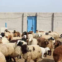 5عدد بره شیشک صادراتی
