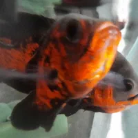 ماهی اسکار سلطنتی رد.حلزون سیب.|ماهی|کاشان, دانش|دیوار