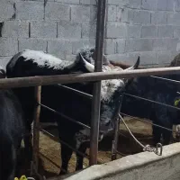 ورزا کوله آس|حیوانات مزرعه|سنگر, |دیوار