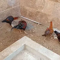 مرغ و خروس لاری|حیوانات مزرعه|گلبهار, شهر جدید گلبهار|دیوار