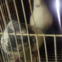 کبوتر شیخ پرشی  بشرت