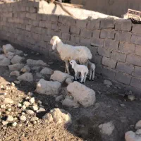 کوسفند مری با دو بره ماده فروش فوری|حیوانات مزرعه|زابل, |دیوار