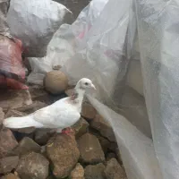 ۴عدد المانی همه ۵۰۰