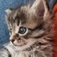 گربه dsh واگذاری
