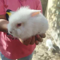 خرگوش|موش و خرگوش|خمین, |دیوار