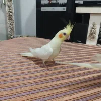 عروس هلندی آلبینو و لوتینو|پرنده|شهریار, شهرک بهاران (ویره)|دیوار