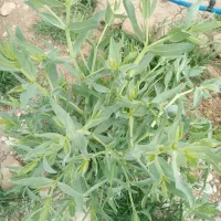 نیازمند به پرسدار درمنزل