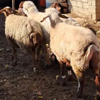 سه راس شیشیک آبستن یه میش چهار شکم و یه قوچ