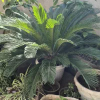 سیکاس بزرگ پرشاخه