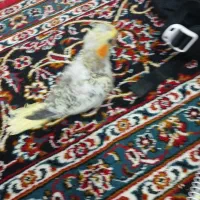 یک جفت عروس هلندی باسه جوجه دوگلباقالی