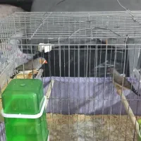 پرنده های مولد|پرنده|ری, ظهیرآباد|دیوار