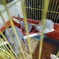 ۳عدد عروس هندی