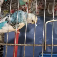 مرغ عشق مولد