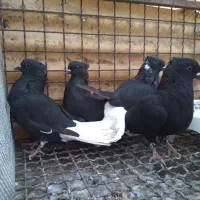 کبوتر اشعل|پرنده|اهواز, کوی مهدیس|دیوار