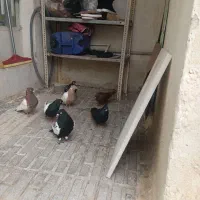 کبوتر سیاتی فروش ۷ عدد