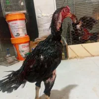 خروس لاری پر مرغی مشکی..در رباط کریم|حیوانات مزرعه|رباطکریم, شترخوار|دیوار