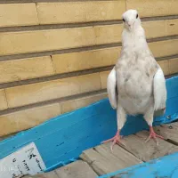 طوقی دم سفید|پرنده|اصفهان, سودان|دیوار