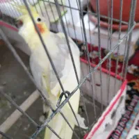 عروس هلندی|پرنده|بوشهر, |دیوار